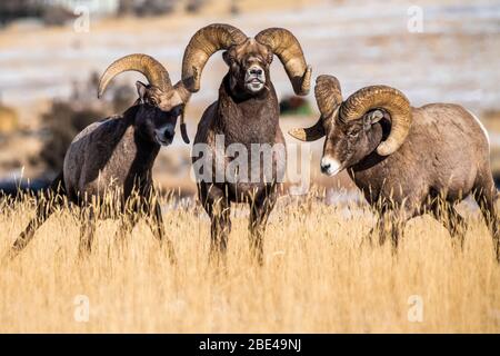 Three Bighorn Sheep rams (Ovis canadensis) interact with each other during the rut near Yellowstone National Park; Montana, United States of America Stock Photo
