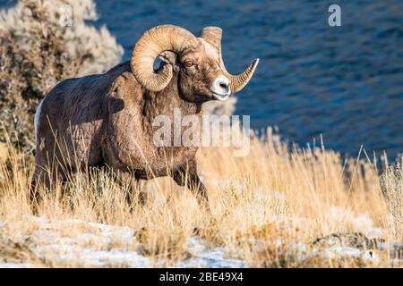 Bighorn Sheep ram (Ovis canadensis) with massive horns walks along a bluff above the Yellowstone River near Yellowstone National Park Stock Photo