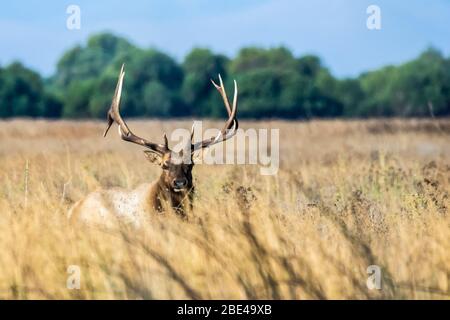 Large bull Tule Elk (Cervus canadensis nannodes) standing in tall, dry grass at San Luis National Wildlife Refuge Stock Photo
