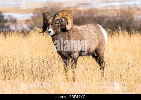 Bighorn Sheep ram (Ovis canadensis) with massive horns stands in a grassy meadow during the rut near Yellowstone National Park Stock Photo