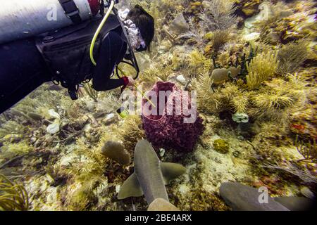 Scuba diving with Nurse Sharks (Ginglymostoma cirratum) at Silk Caye, Placencia Peninsula; Belize Stock Photo