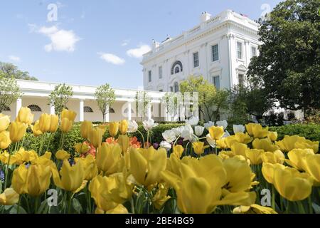 Washington, United States Of America. 08th Apr, 2020. Tulips are seen in bloom Wednesday, April 8, 2020, in the Rose Garden of the White House People: President Donald Trump Credit: Storms Media Group/Alamy Live News Stock Photo