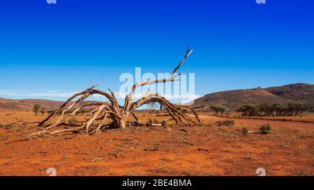 Dead tree, dirt track and mountains in the desert of outback Australia Stock Photo