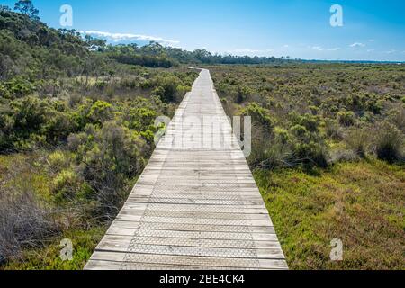 Boardwalk passing through native Australian coastal swamp landscape on bright summer day Stock Photo