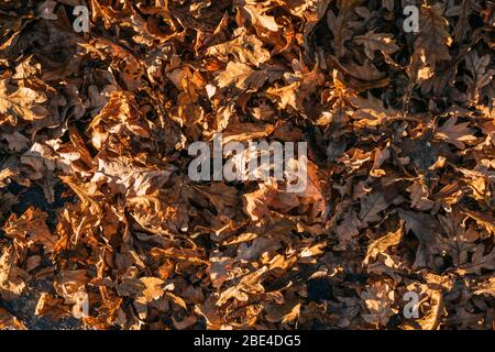 Dry autumn leaves on road. View from top. Stock Photo