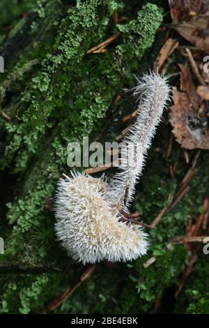 Tilachlidium brachiatum, known as cactus fungus, a sac fungi growing on a host fungus in Finland Stock Photo