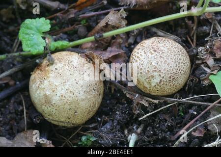 Scleroderma citrinum, known as the common earthball, pigskin poison puffball or common earth ball, wild fungus from Finland Stock Photo