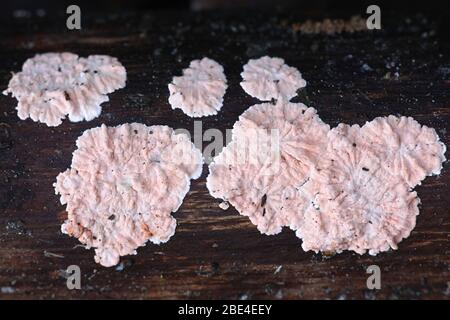 Corticium roseum, major plant pathogen of peach and nectarine trees, crust fungus with no common english name from Finland Stock Photo