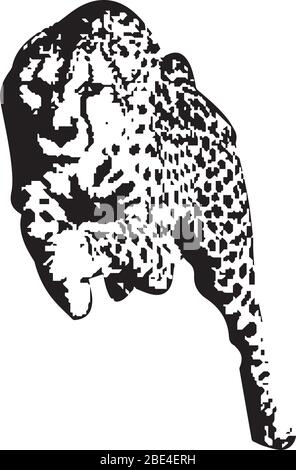 Illustration of running tiger with black and white texture Stock Vector