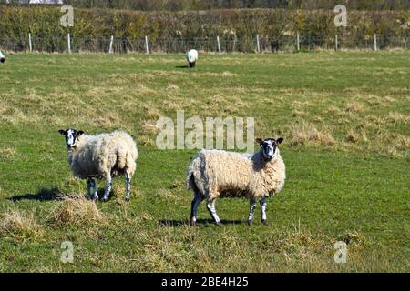 Sheep in a field in Great Kimble, Buckinghamshire, UK Stock Photo