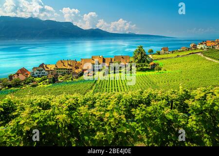 Beautiful orderly terraced vineyard with Lake Geneva in background. Green vineyards and vine plantation in Lavaux wine region, near Chexbres village, Stock Photo