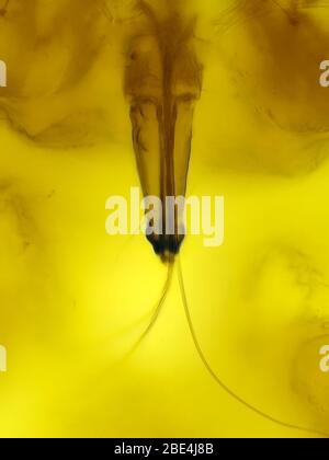 Light micrograph of aphid's piercing-sucking mouthparts, vertical field of view is about 0.24mm Stock Photo