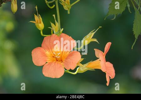 Beautiful Campsis grandiflora (Chinese trumpet vine) flowers Stock Photo