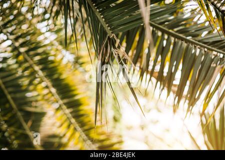 Beautiful green tropical exotic forest. Beautiful background of palm leaves in nature, blur and focus Stock Photo
