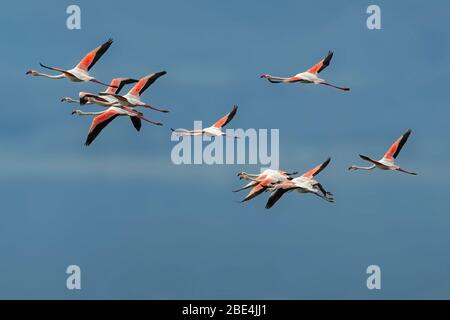Pink flamingos in flight against blue sky Stock Photo