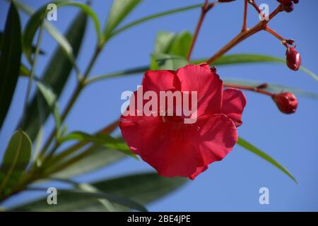 nerium red flowers closeup, oleander macro on blue sky background Stock Photo