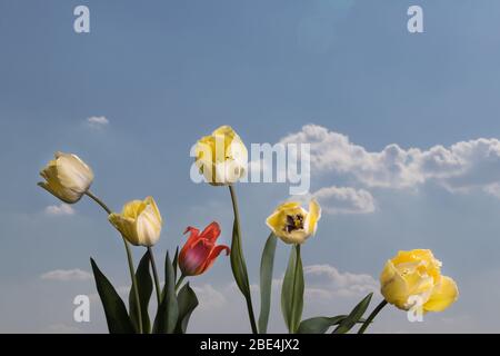 Tulips blossom, depicting the arrival of Spring. Red and yellow tulips on a sunny day. Stock Photo
