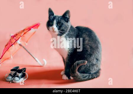 Cute black and white cat sitting near miniature sneakers and umbrella, looking to side on pink background. Domestic animal, pet concept. Stock Photo