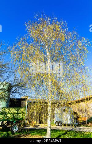 Rural landscape with a golden birch tree in early spring at a small german farm Stock Photo