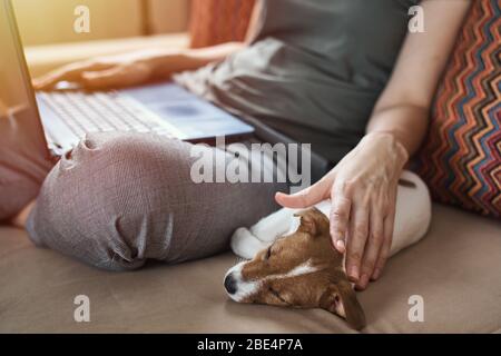 Woman sitting on sofa with her puppy jack russel terrier dog and work at laptop computer. Remote work from home Stock Photo