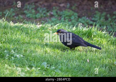 Male blackbird hunting for worms on a lawn in a garden in Northumberland, England, photo of a wild bird in early spring. Stock Photo