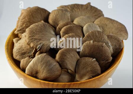 Oyster mushrooms are sitting in a wooden bowl Stock Photo