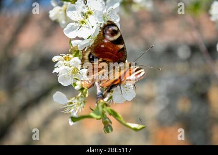 Spring background with butterfly and bees on a cherry blossom branch.blurred background. Stock Photo