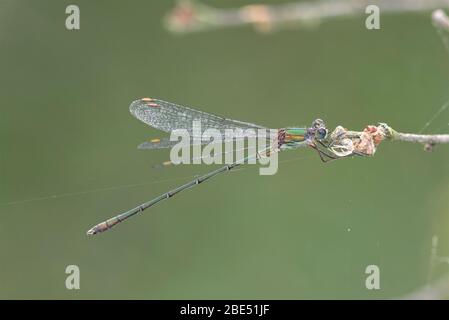 A Willow Emerald Damselfly on a twig in the autumn sunshine. Stock Photo