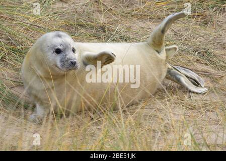 Grey seal pup on the breeding beaches in North Norfolk. Stock Photo