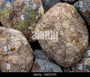 Closeup of round pebbles covered with Crustose lichen colonies on raised beach, Isle of Colonsay, Scotland, UK Stock Photo