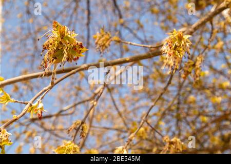 Maple buds. Trees bloom in spring. Young maple. Stock Photo
