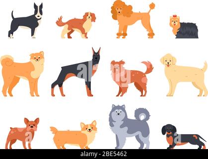 Breeds of dogs. Doberman dog, alaskan malamute, cute bulldog and akita. Group of purebred pedigree doggy character vector isolated illustration icons Stock Vector