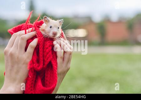 Golden beige fluffy Syrian hamster on red knitted in hands of girl, green lawn background, copy space Stock Photo