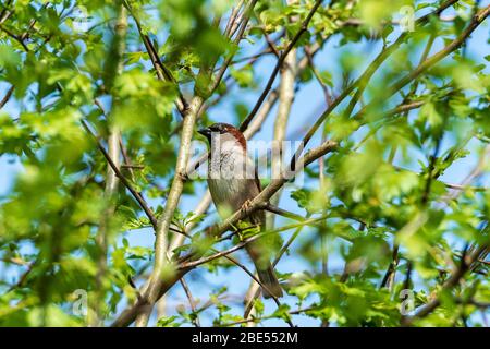 House sparrow in tree. Stock Photo