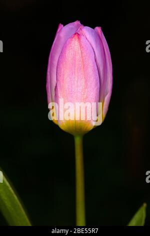 Tulipa saxatilis ‘Lilac Wonder’ Stock Photo