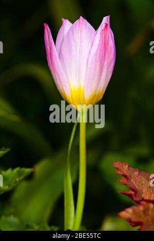 Tulipa saxatilis ‘Lilac Wonder’ Stock Photo