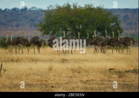 A herd of ostrich hens, strolling around in the Savannah steppe Stock Photo
