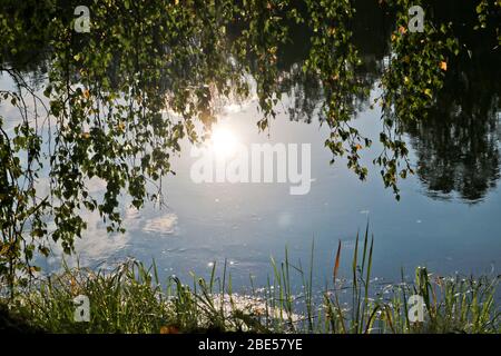 Summer landscape - a calm river with reeds and cattail along the banks and the reflection of trees in the water. Stock Photo
