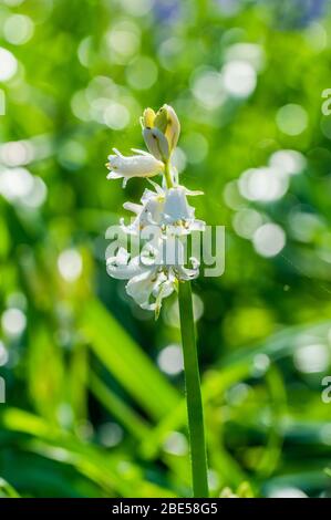 White backlit bluebell flowers in spring forest - closeup with selective focus Stock Photo