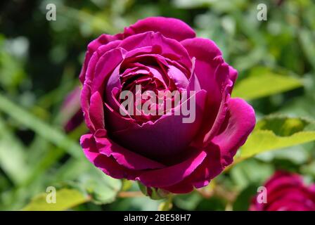 Dark crimson single rose on English Shrub Rose, Falstaff Stock Photo