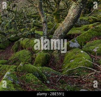 Wistman's Wood ancient sessile oak forest on the slopes of the West Dart river in Dartmoor National Park Devon Stock Photo