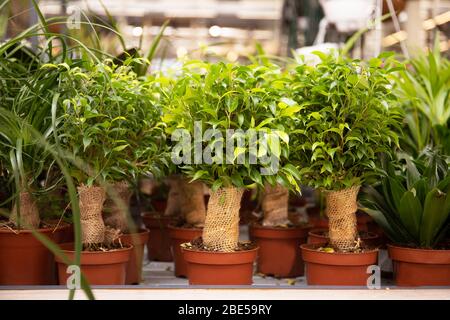 Beautiful green plant in a flower pot. Flower at flower shop Stock Photo