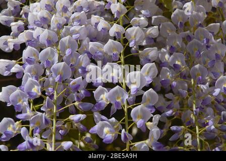 Wisteria flowers in the springtime Stock Photo