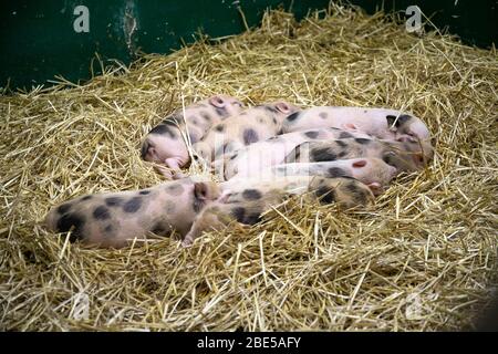 Little pigs in the hay. Animals.Close-up Stock Photo