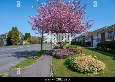 Springtime in suburbia. Residential road in Haywards Heath, West Sussex, England with cherry tree in full bloom on a bright, sunny April day. Stock Photo
