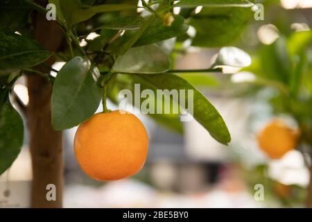 Tangerines on a tree branch. Fresh and beautiful citrus Stock Photo