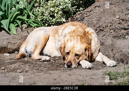 Retriever dog lying in the garden in a hole next to a pile of clay Stock Photo
