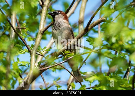 House sparrow in tree. Stock Photo