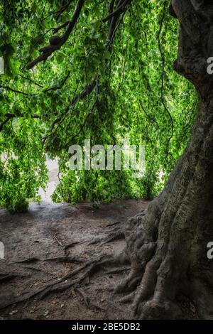 Hidden place under canopy of an old tree with visible roots in the ground. Stock Photo