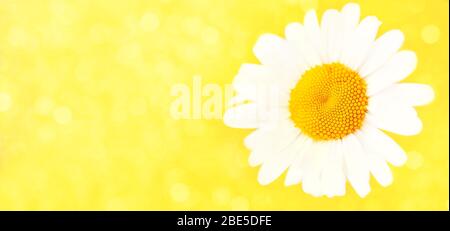 Сhamomile flower on yellow background. Summer floral background. Macro. Copy space for your text Stock Photo